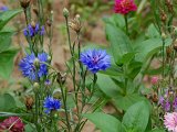 BLEUET CENTAUREE.JPG